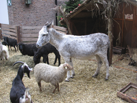905719 Afbeelding van enkele dieren in de 'levende' kerststal op het binnenterrein van Museum Catharijneconvent (Lange ...